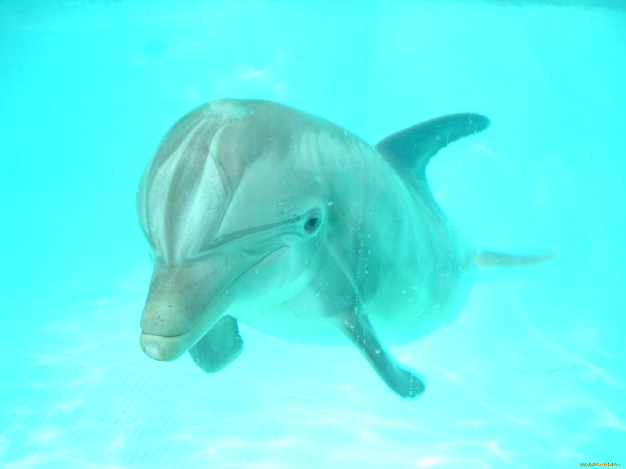dolphin, , 